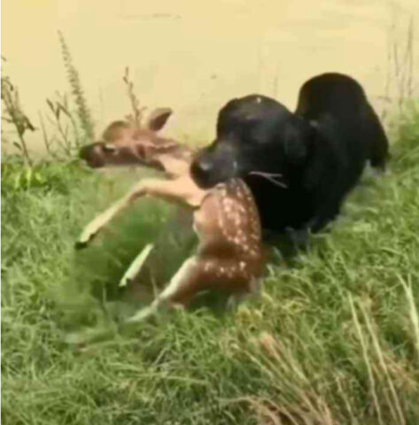 Non ci ha pensato neanche un secondo: questo cane si è gettato in acqua per salvare il cerbiatto