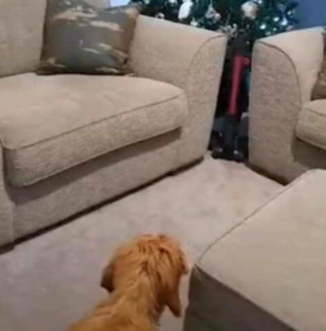 Questa famiglia ha trovato un modo particolare per difendere l’albero di Natale dagli attacchi del suo cane