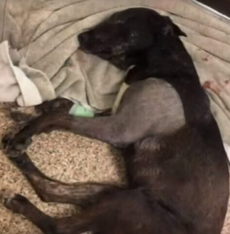 Questo cucciolo di cane è stato trovato da un’operatore sanitario, sepolto vivo in una discarica