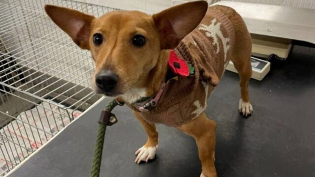 Cagnolino con maglioncino di Natale picchiato e abbandonato in strada