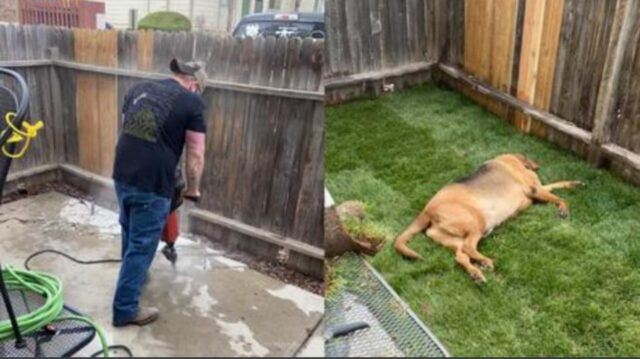 Un uomo lavora instancabilmente per giorni pur di dare al suo cane adottato il cortile che merita