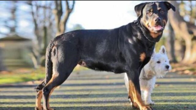 Questo piccolo Terrier ha messo incinta la Rottweiler: dovete per forza vedere i loro cuccioli