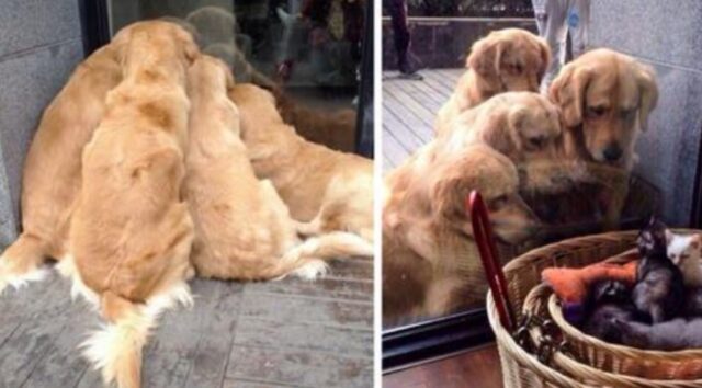 10 (e più) occasioni in cui i Golden Retriever si sono dimostrati i cani più amabili di sempre