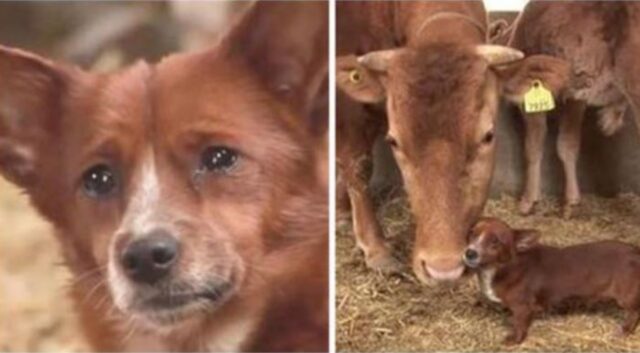 Questo cane piange quando i suoi padroni vendono la mucca che lo aveva allevato sin da quando era un cucciolo