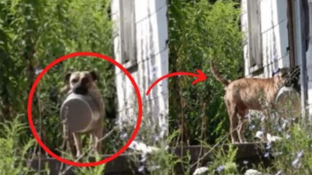 Il cane randagio va di casa in casa con la sua ciotola vuota, chiedendo del cibo