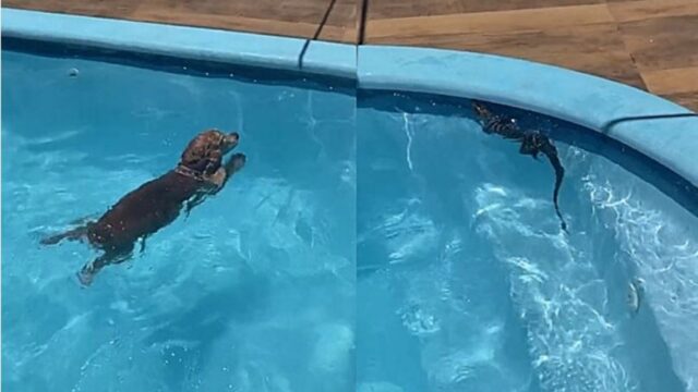 Cane e lucertola in piscina: il duo che non ti aspetti