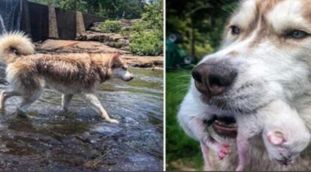 Cane addestrato per salvare gli umani, aiuta un gruppo di gattini in difficoltà