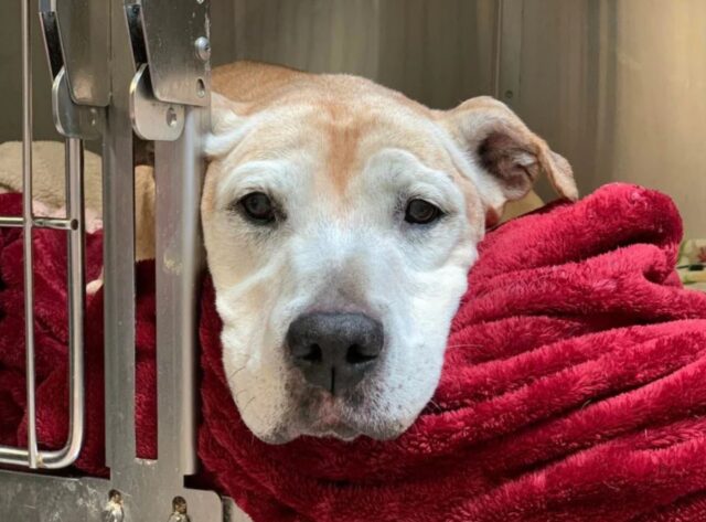 Un cane anziano è stato lasciato in un rifugio per essere soppresso. Ora sta vivendo la sua vita migliore.