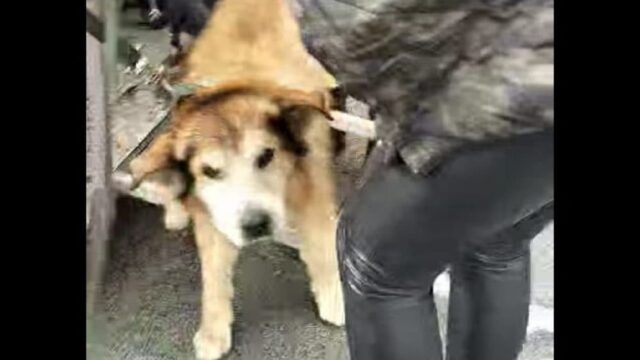 Cane caduto nel dirupo dove lo avevano abbandonato viene salvato dai pompieri