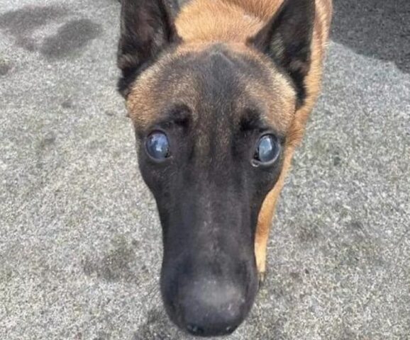 Cane cieco buttato nel mar d’Irlanda: l’acqua era gelida