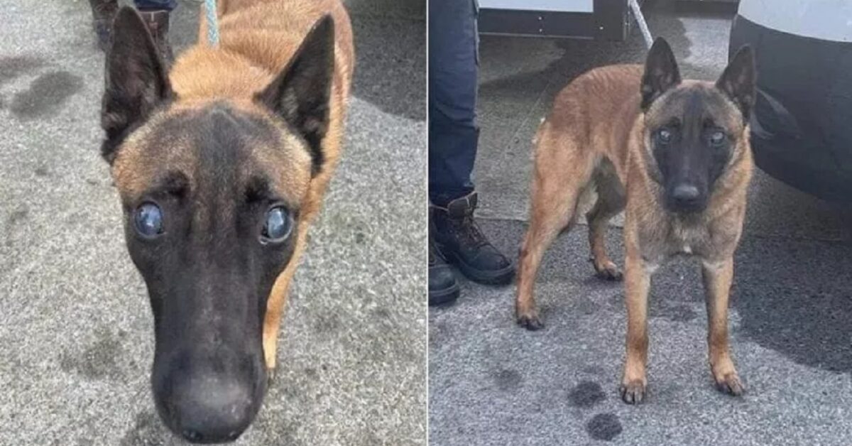 Cane Cieco Buttato Nel Mar D Irlanda L Acqua Era Gelida