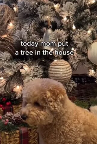 Il cane perplesso non riesce proprio a capire perché non può “usare” l’albero di Natale (VIDEO)