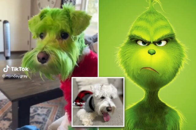 Cane dipinto come il Grinch: il video su TikTok e la reazione negativa degli utenti