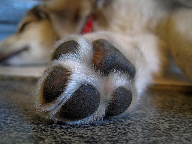 Cane lanciato dal tetto dal proprietario drogato: 36enne fermato