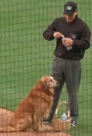 Questo cane ha trovato un lavoro molto divertente: distribuisce bottiglie durante le partite allo stadio