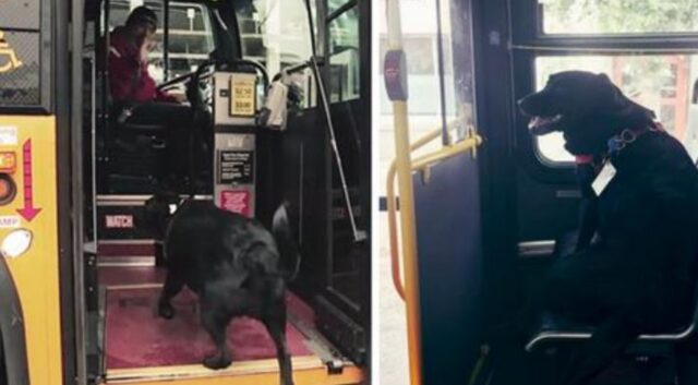 Ogni giorno questa cagnolina viaggia da sola sull’autobus pur di arrivare al parco