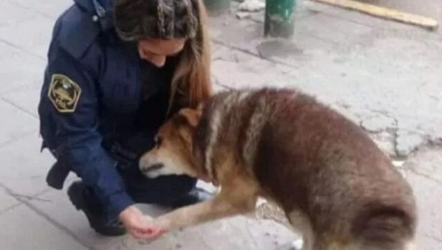 Cane salvato dai poliziotti anni fa muore: gli agenti piangono Osito