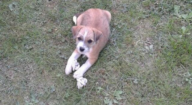 Cane sparito da casa: Geppo è stato rapito secondo il proprietario