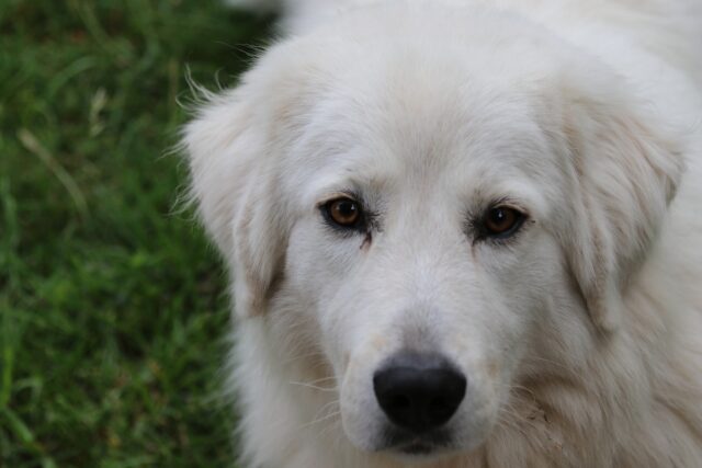 Cane trascinato con l’auto per chilometri, ucciso per aver mangiato due polli