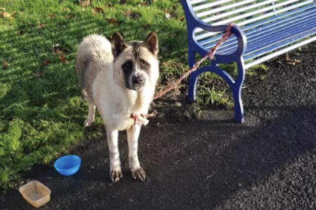 Cane trovato abbandonato, bagnato e affamato nel parco di Derby