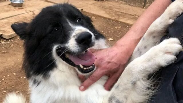 Cane vissuto per anni su un balcone cerca una casa per sempre: la storia di Snoopy