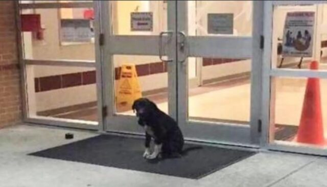 Aspettava fuori dalla scuola ogni mattina: poi, questo cane abbandonato ha trovato l’amore