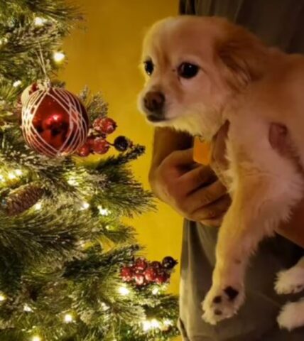 Il primo Natale di questo cane che prima era un randagio è davvero pieno di gioia