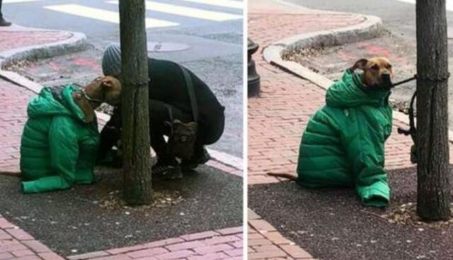 Lo ha visto aspettare al freddo fuori da un ufficio postale, così la donna ha regalato il giubbotto al cane