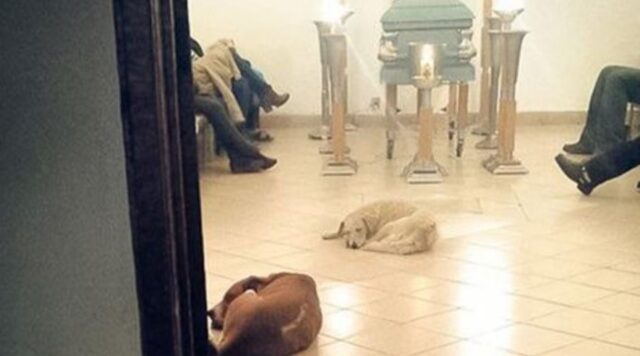 Dozzine di cani si sono presentati al funerale della donna che li nutriva e li amava come figli