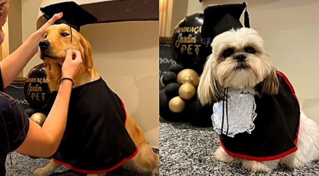 Cagnolini vestiti a festa: finalmente è arrivato il giorno della loro laurea!