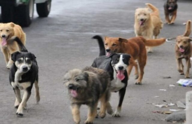 Telecamera inserita nel collare di un cagnolino; il video fa commuovere tutti