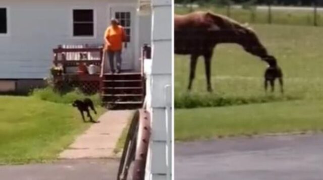 Il cane si lancia fuori casa come un fulmine con un regalo per il suo amico cavallo