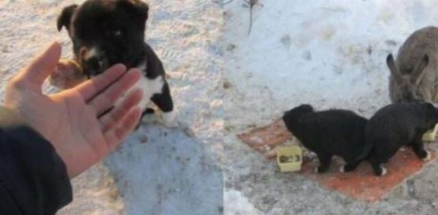 Il coniglio ha trovato questi tre cuccioli di cane orfani fuori dalla sua tana e li ha ufficialmente adottati