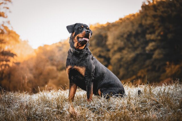 Donna aggredita da un Rottweiler mentre era con il suo cane: la salvano i Carabinieri