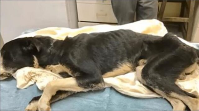 Non riusciva più a reggersi in piedi: questo povero cane è stato ritrovato in condizioni pietose