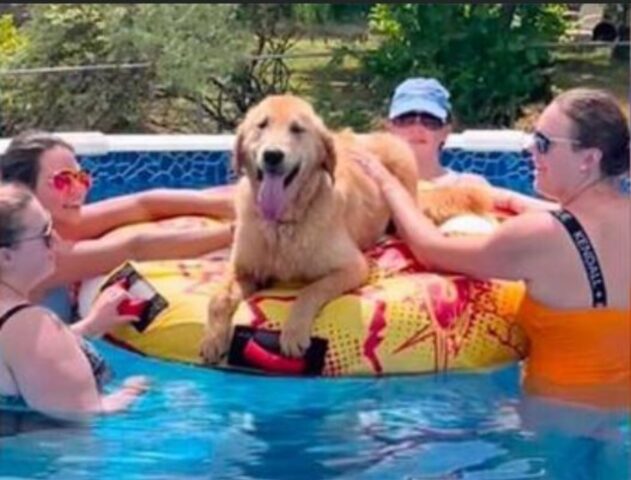 Il Golden Retriever si intrufola a un party in piscina e diventa l’anima della festa