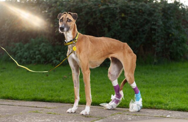 Lurcher di 2 anni abbandonato con ferite scioccanti, la triste storia di Carmel