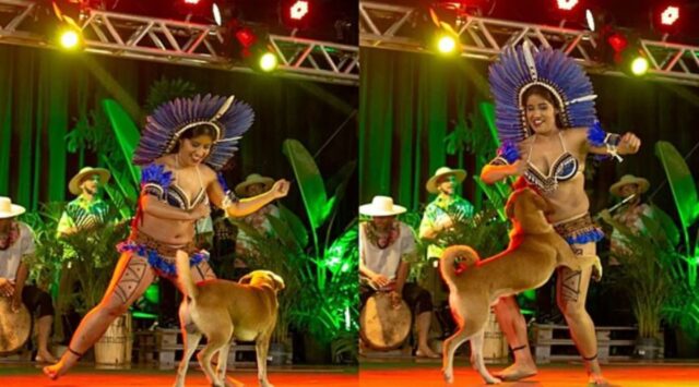 Cane sale sul palco e la danzatrice inventa un ballo solo per lui: leggiamo cosa è successo durante questa festa