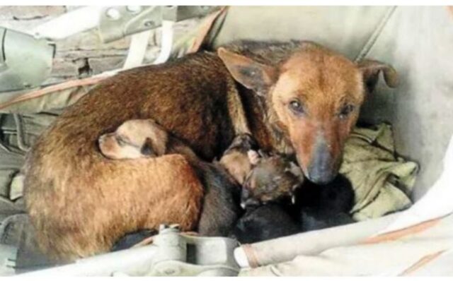 Cagnolina salva un piccolo di umano: la dolcezza e l’empatia di una mamma che non conosce specie