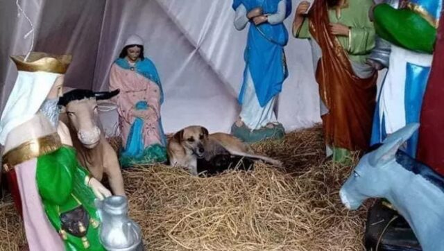 Randagio partorisce nel presepe: gli abitanti del paese messicano si prendono cura di lei e dei cuccioli