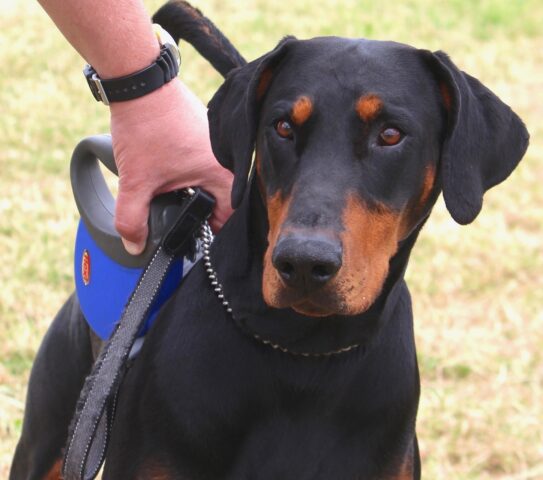 Rissa tra cani, proprietario cerca di separarli e il suo Dobermann lo ferisce: Polizia gli spara