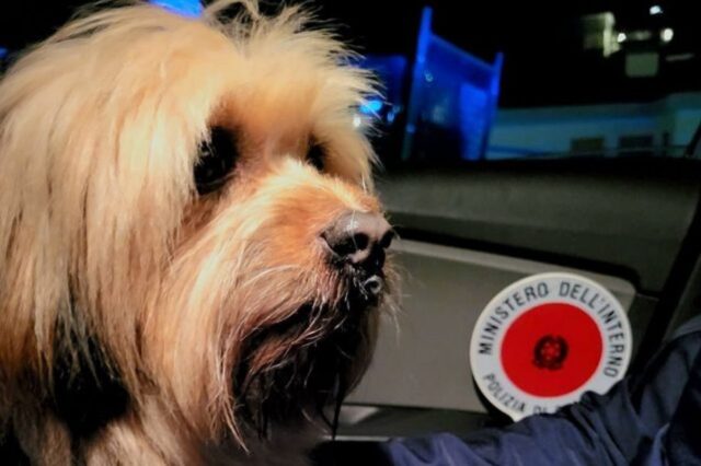 Shih Tzu perso la sera di Natale, polizia di Alassio lo riporta a casa