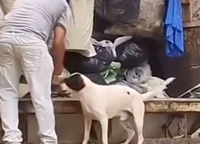 Il cagnolino aiuta i netturbini raccogliendo i sacchetti e fa impazzire tutti quanti