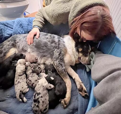 La cagnolina stava per partorire da sola sull’autostrada, ma una donna l’ha trovata in tempo