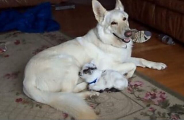 Questa cagnolina adotta una piccola capra: il loro amore durerà per tutta la vita