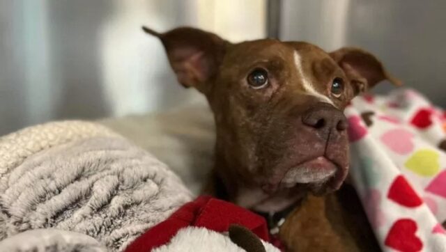 Cane abbandonato al gelo negli USA trova casa per Natale