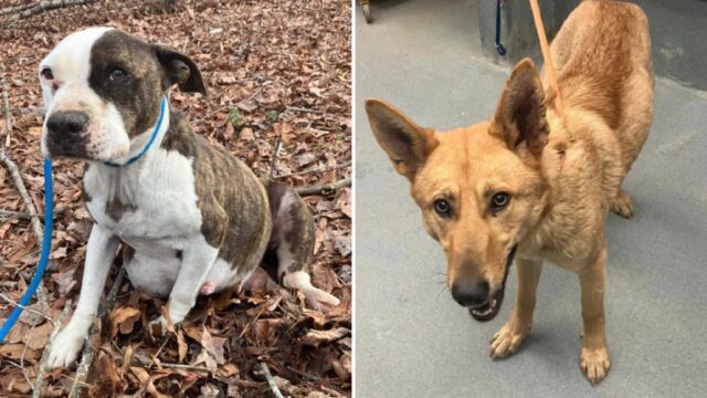 Cane abbandonato soppresso al rifugio: nessuno ha potuto far niente per salvarlo