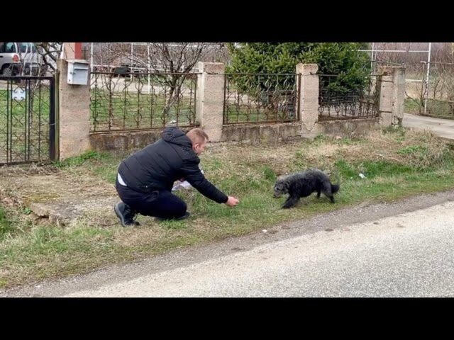 Cane abbandonato sul ciglio della strada: ragazzo fa di tutto per salvarlo