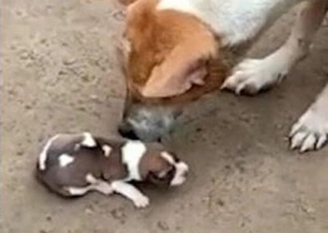 Cane cerca i cuccioli appena partoriti in un canale di scolo