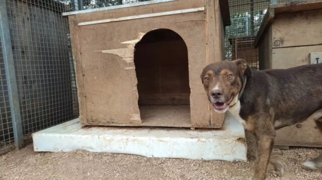 Cane chiuso in gabbia in una cava pugliese: Paul rischia di morire di stenti